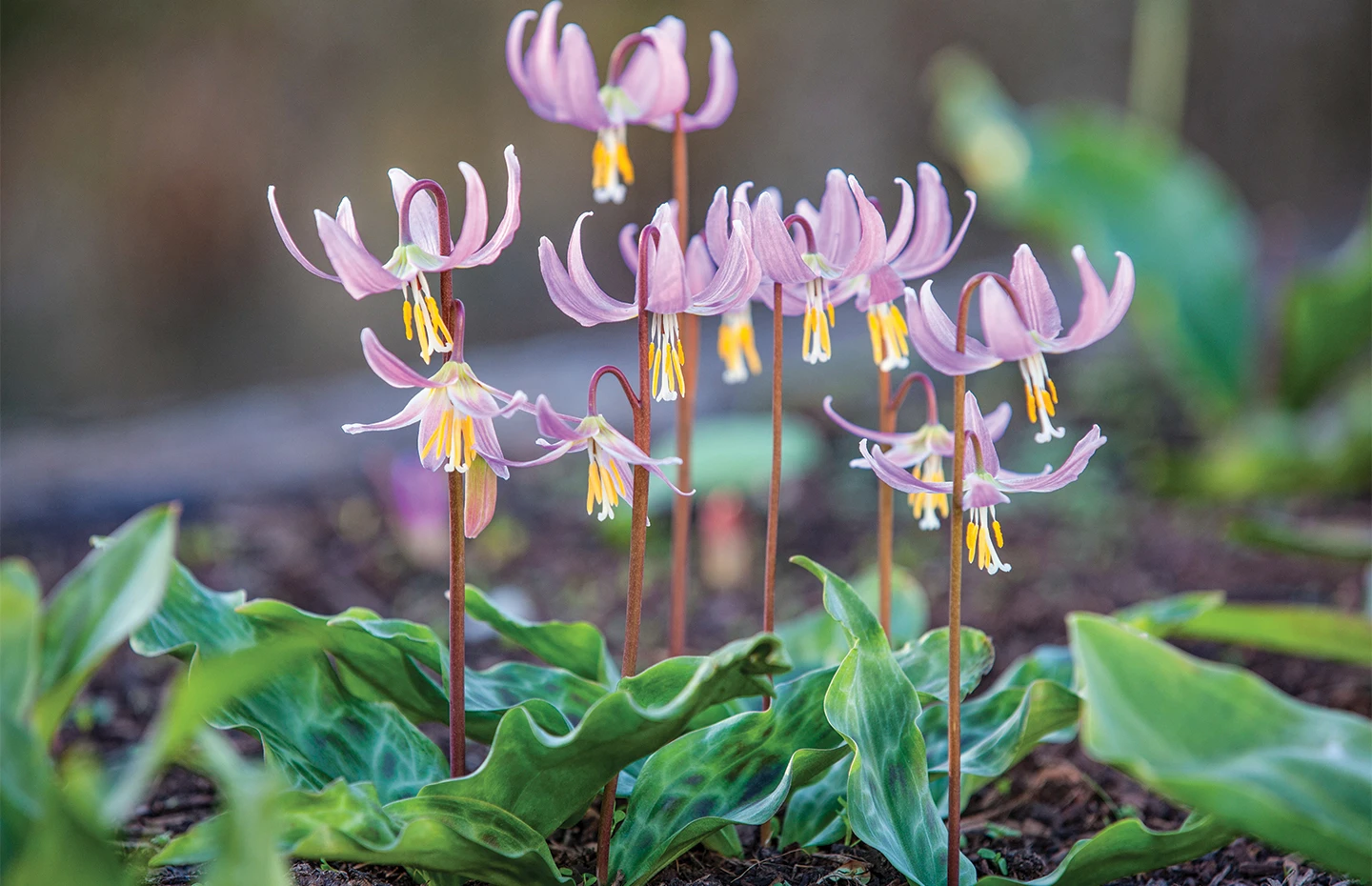Assorted Perennials