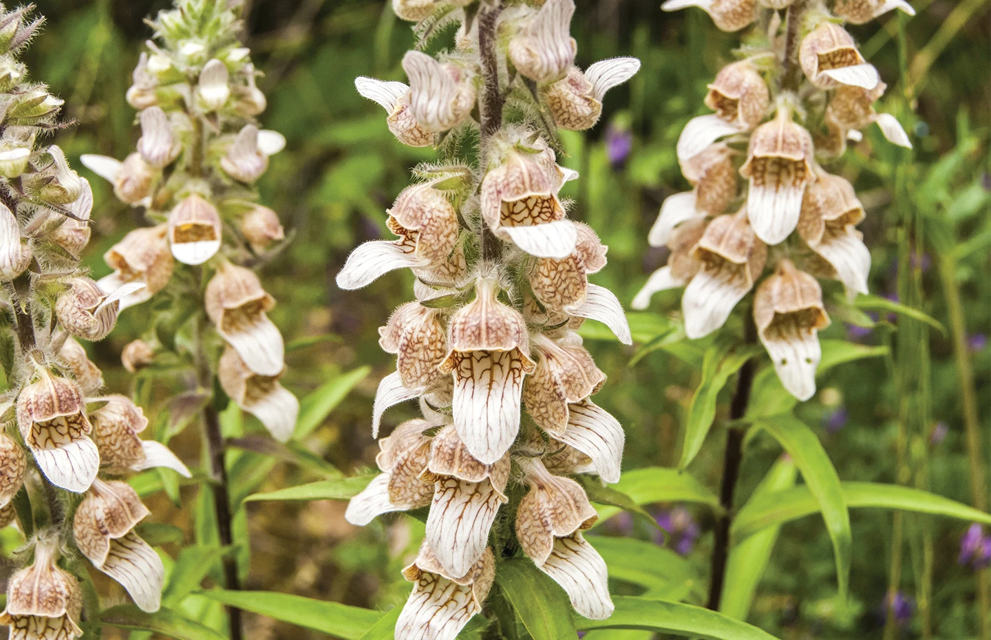 Foxgloves and Digiplexis