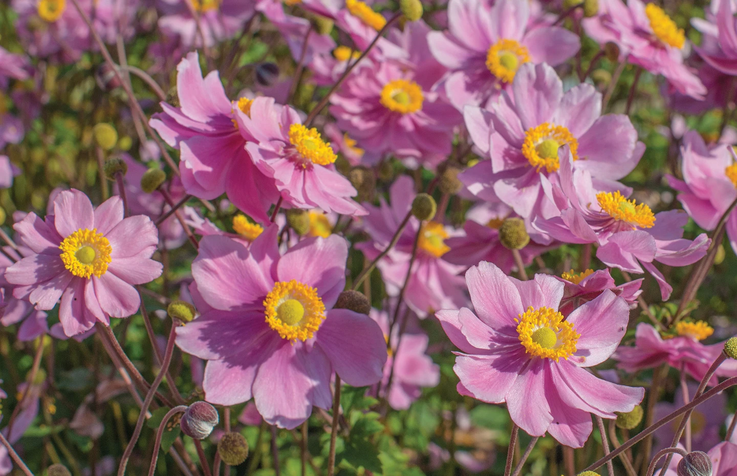 Japanese Anemone