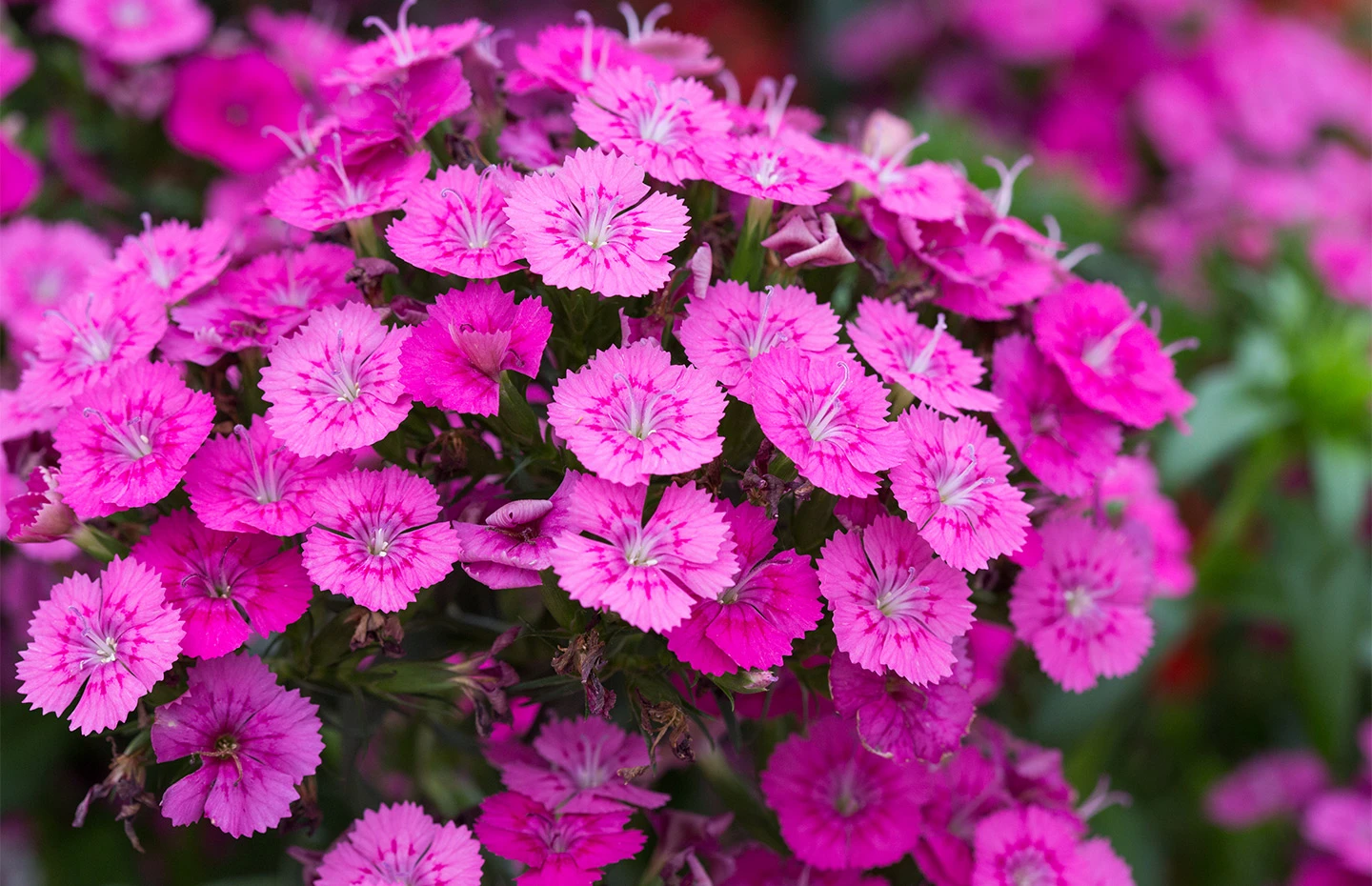 Dianthus