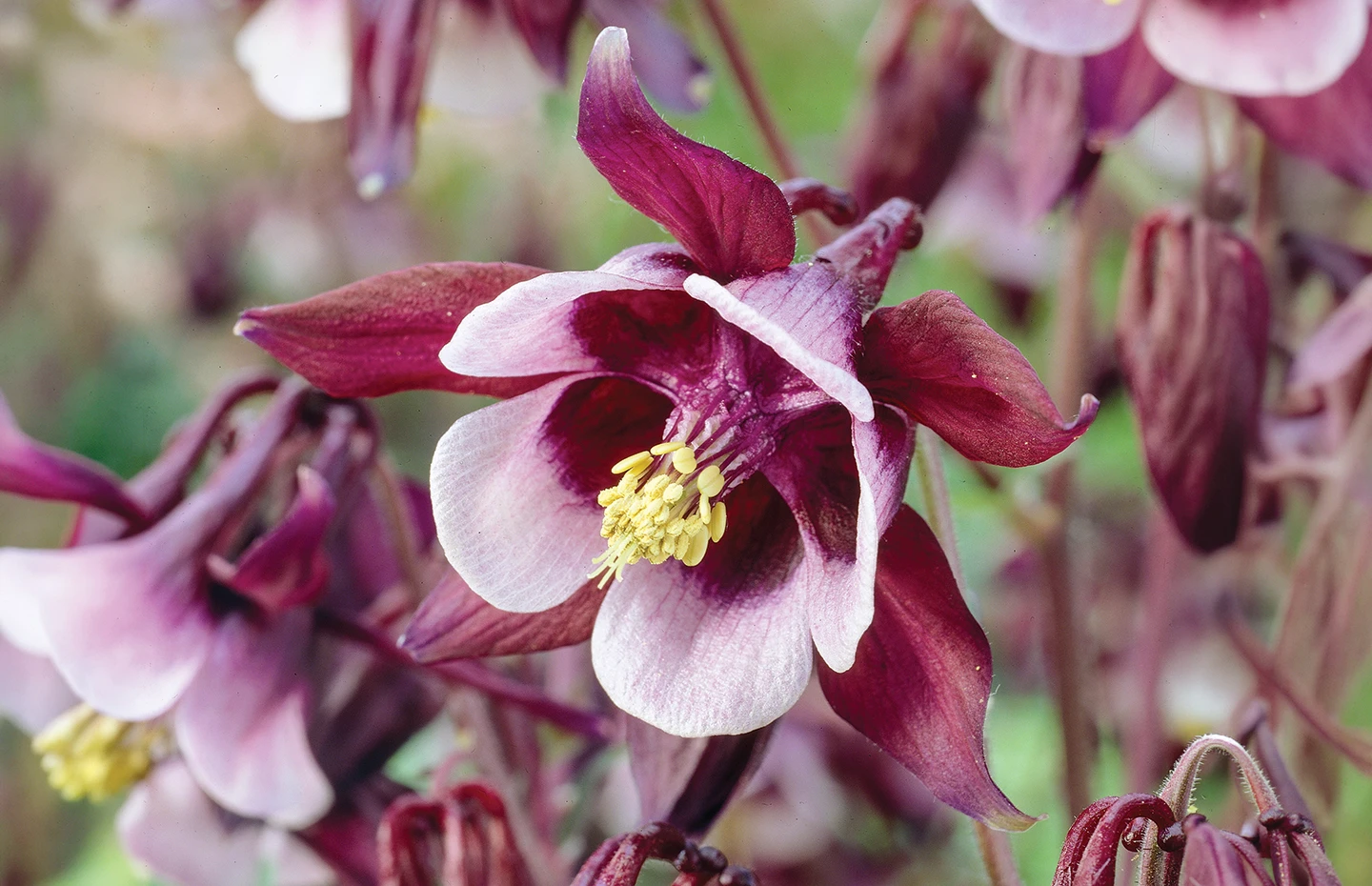 Aquilegia