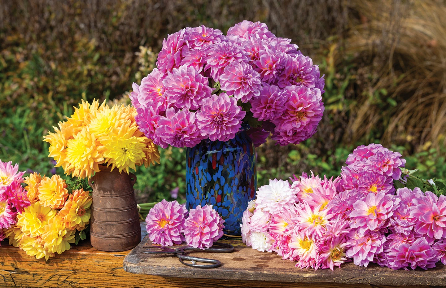 Dahlias