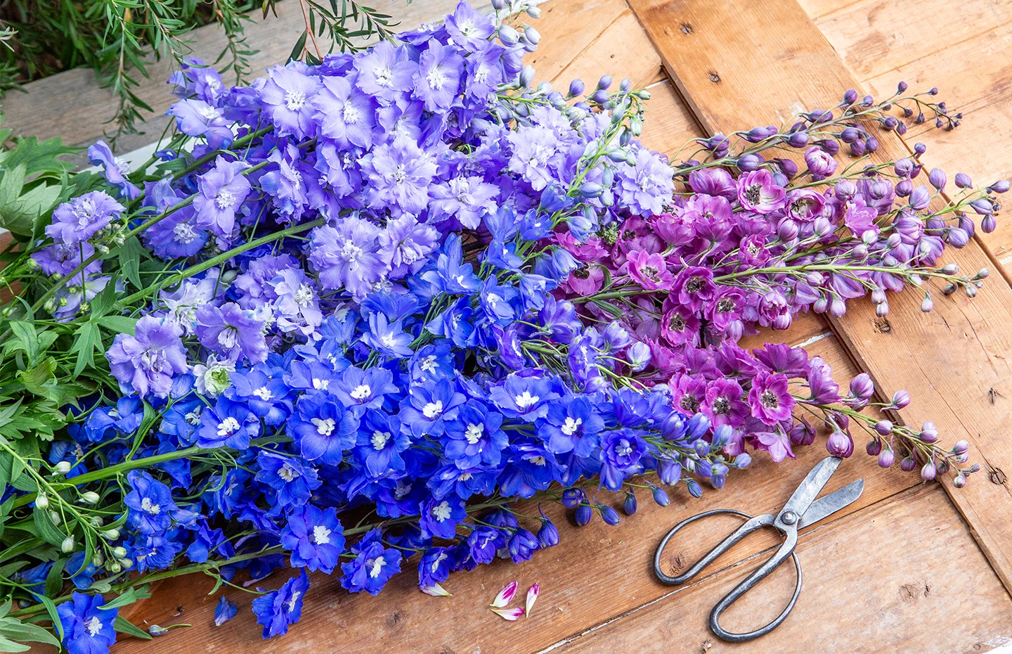 Delphiniums