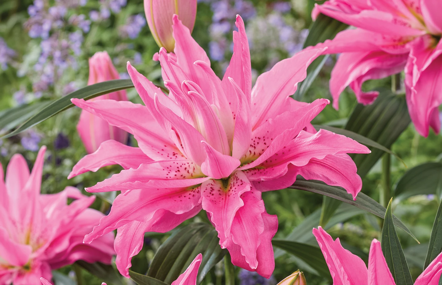 Double Oriental Lilies