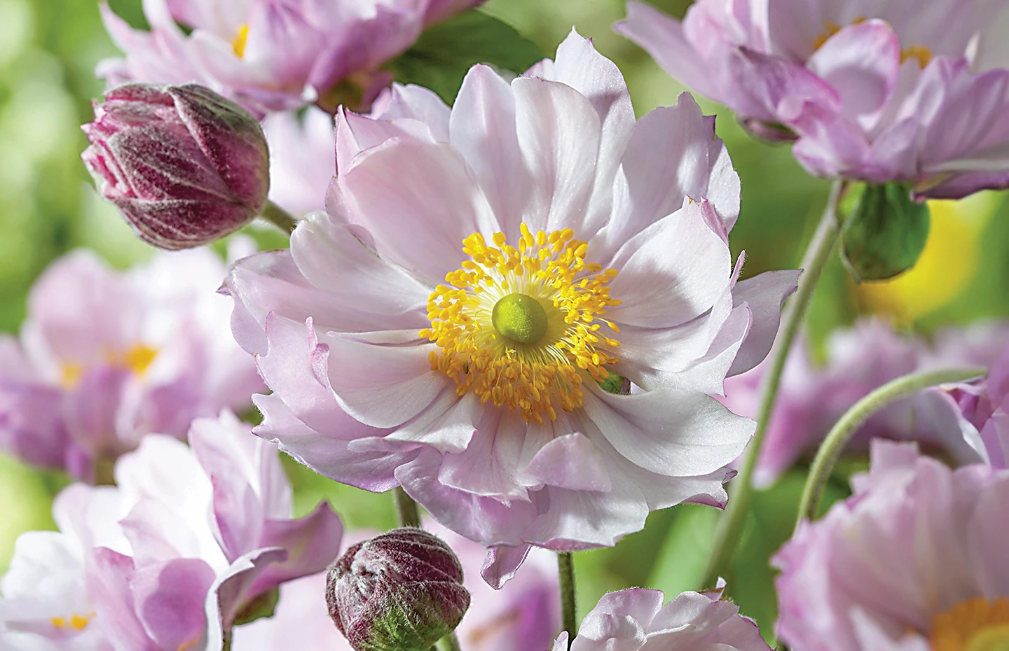 Japanese Anemone