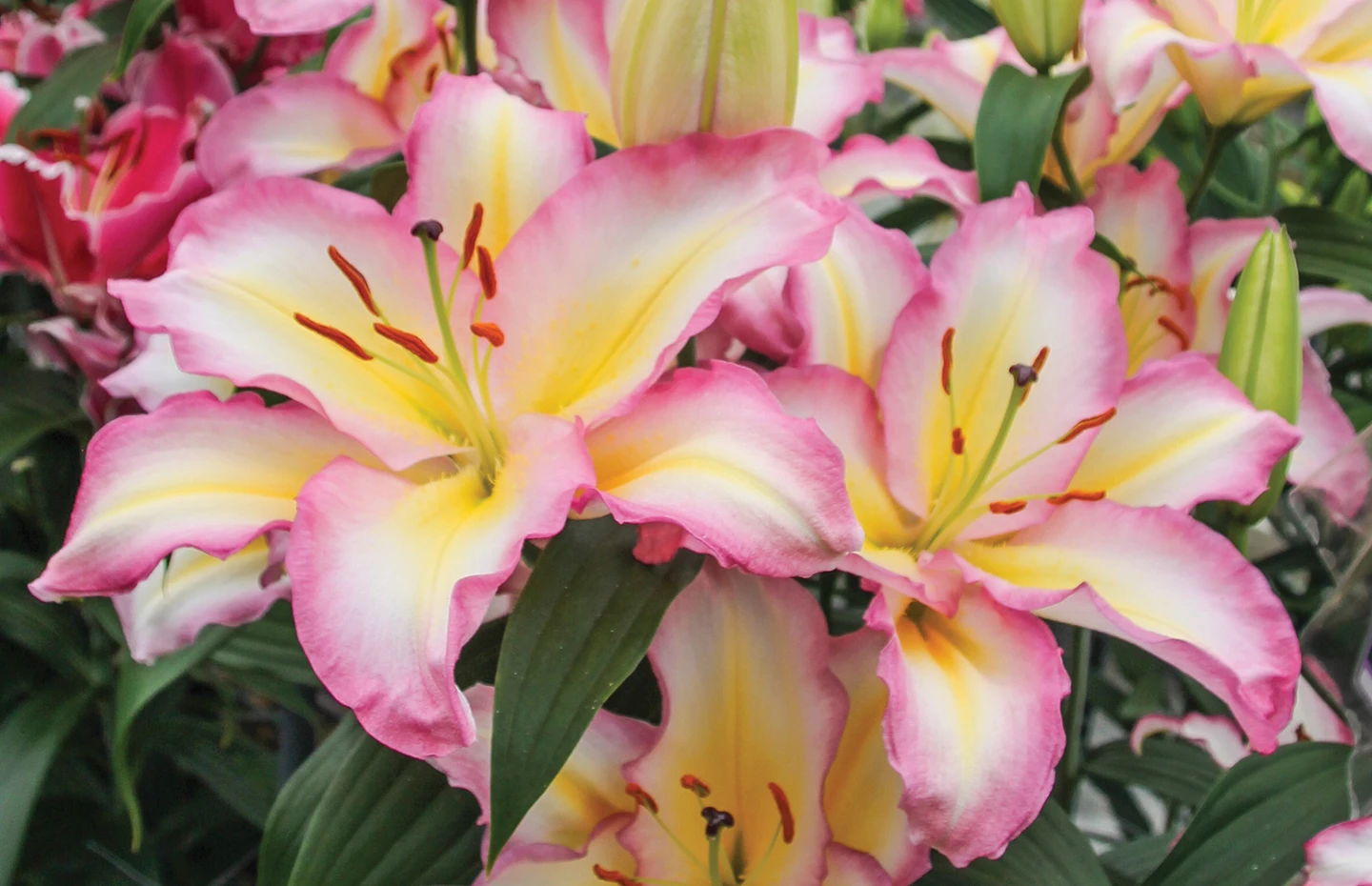 Lilium Highlights