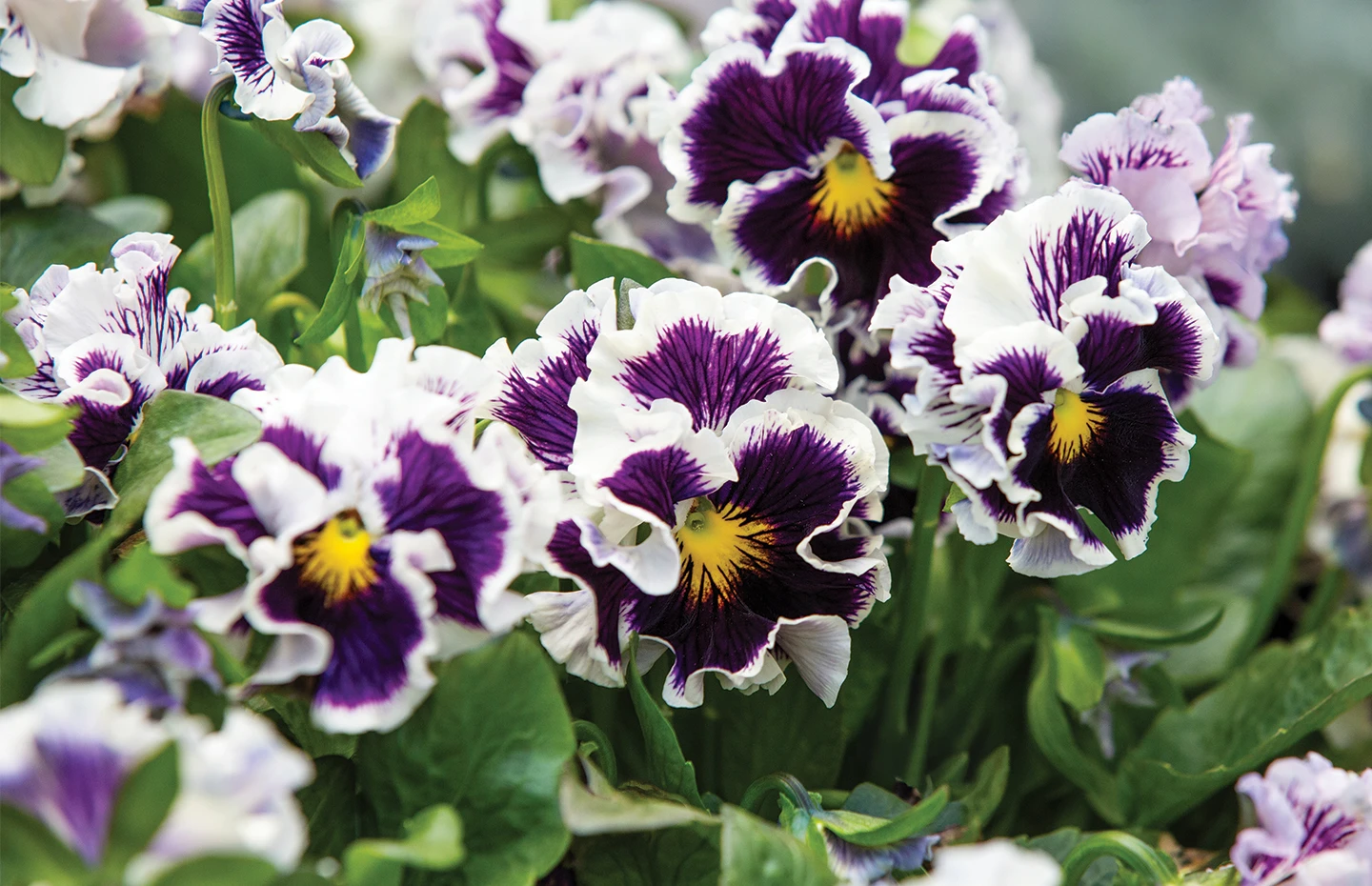 Violas