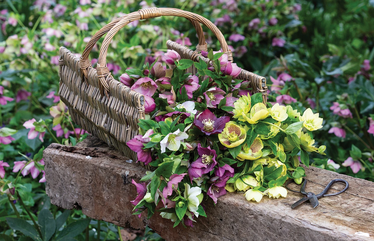 Hellebores