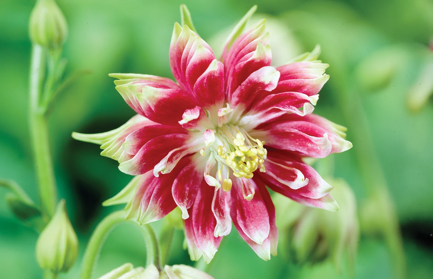 Aquilegia
