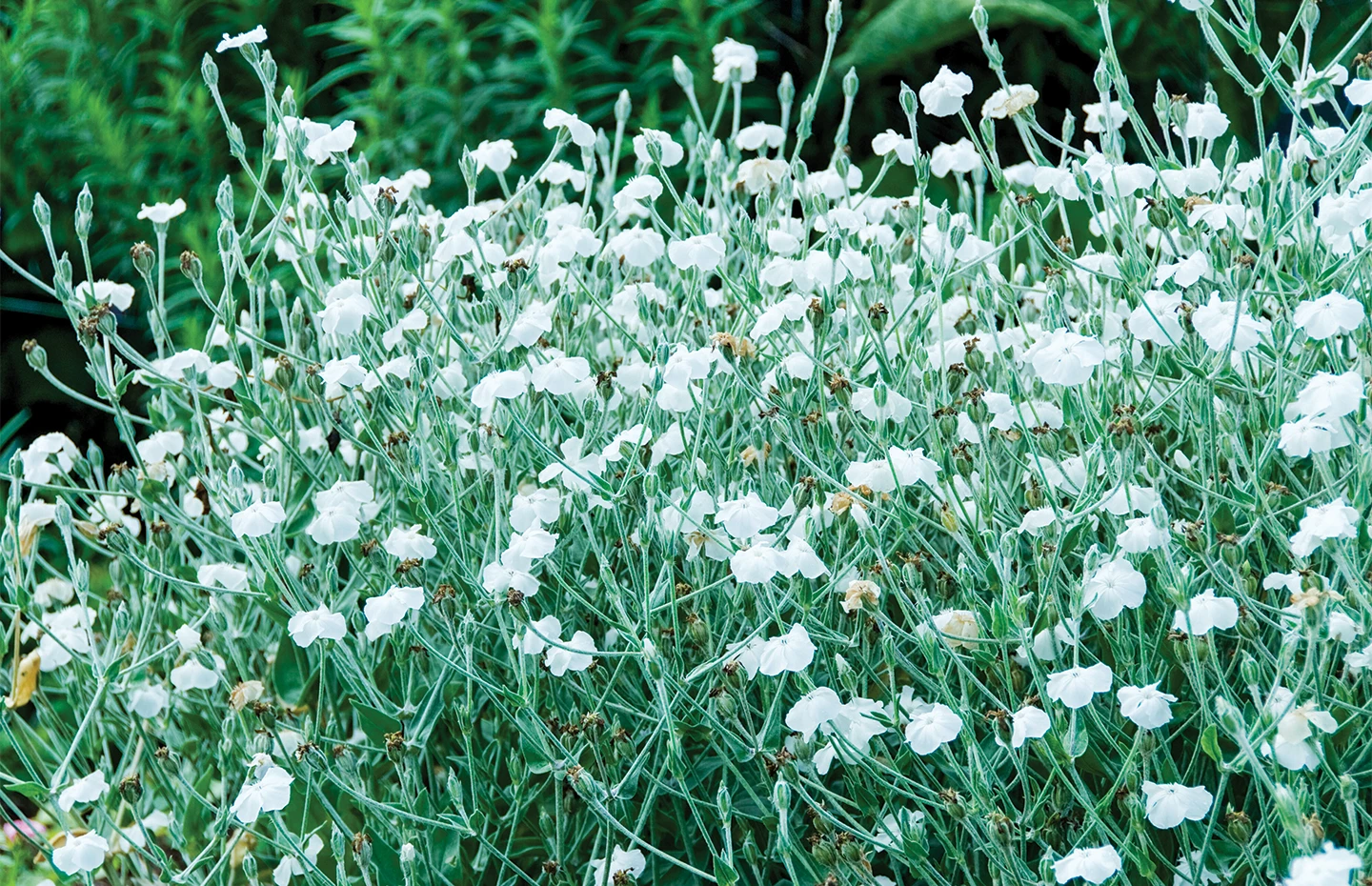Assorted Perennials