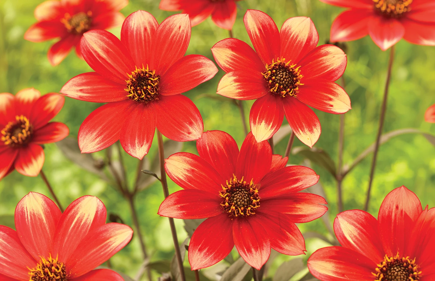 Foliage Dahlias