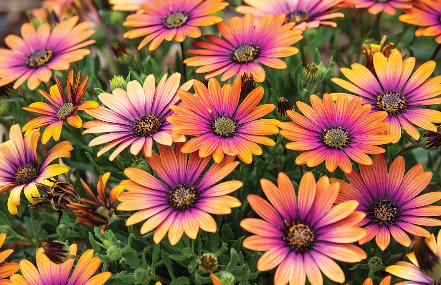 Daisies