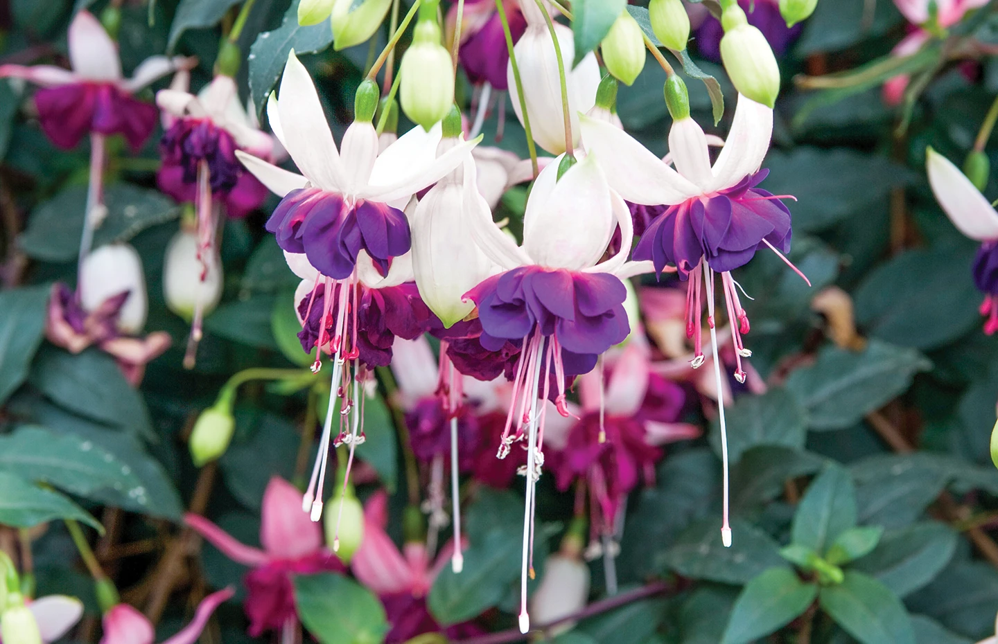 Fuchsia
