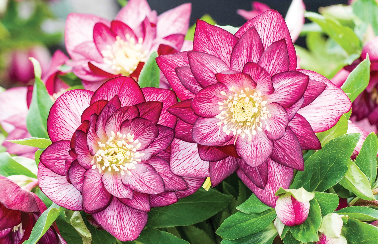 Hellebores
