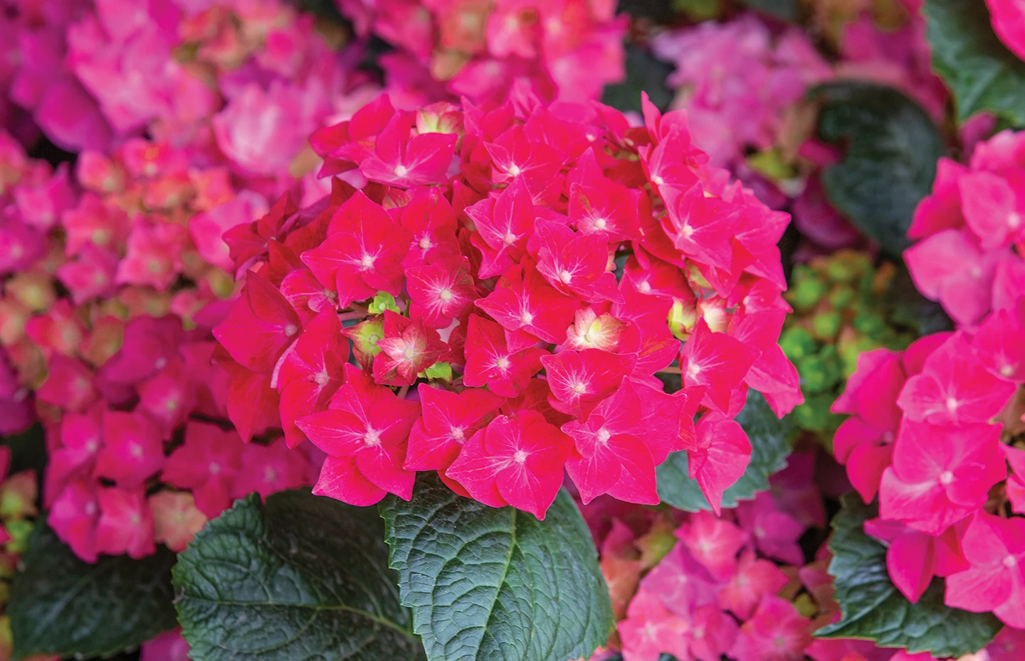 Hydrangeas