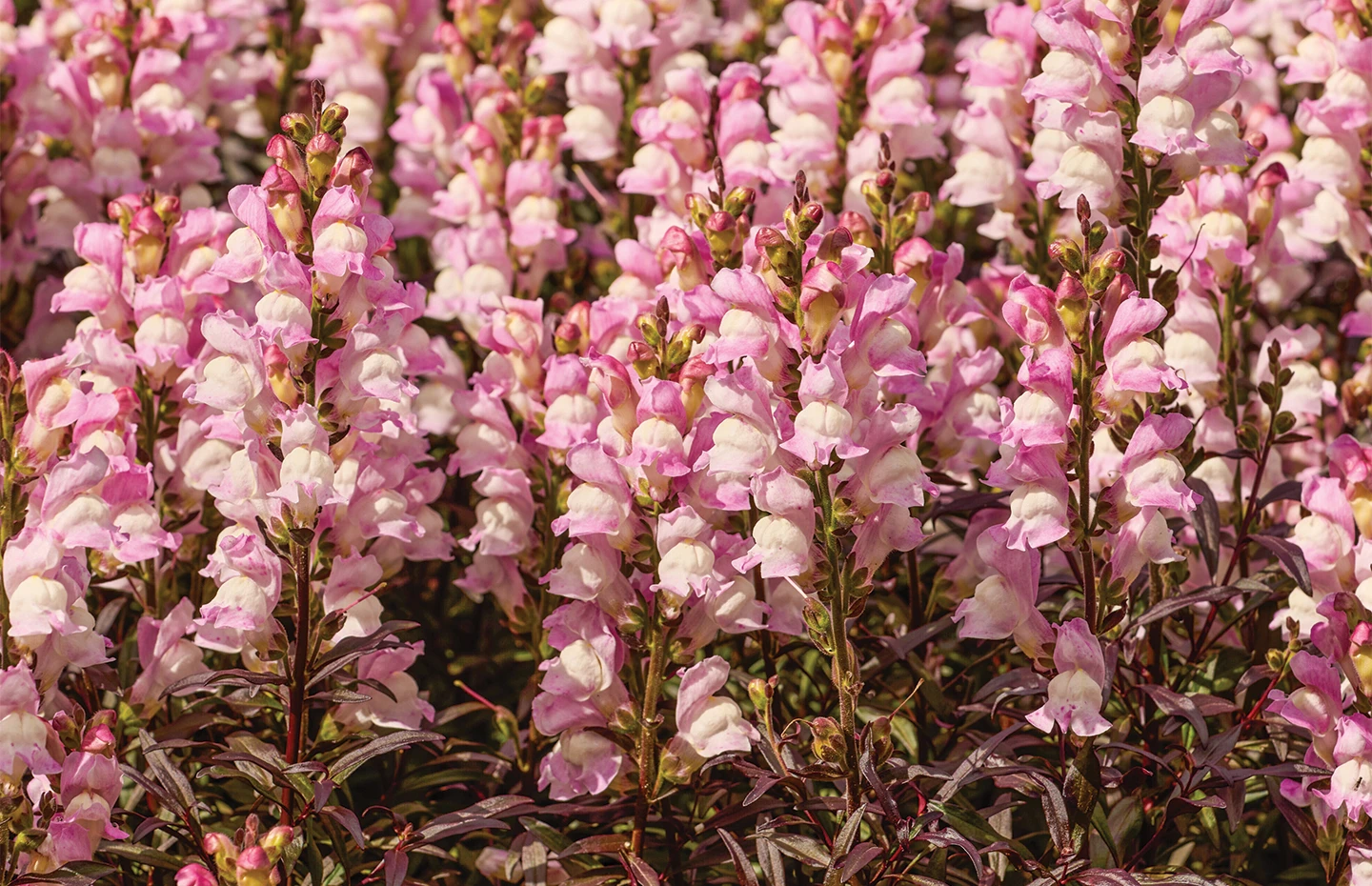 Perennial Snapdragons