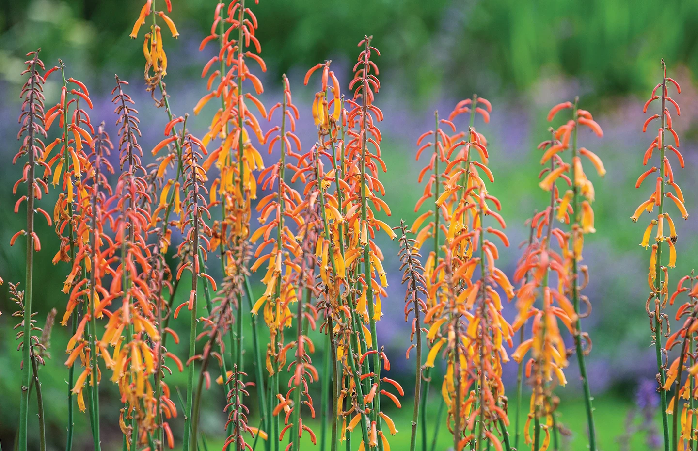 Kniphofia